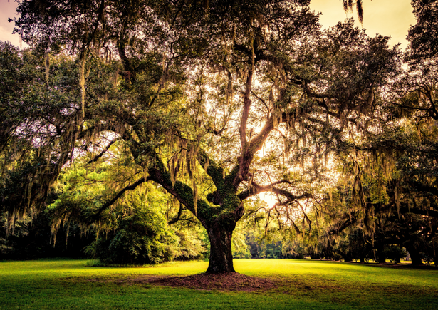 picture of a tree of life