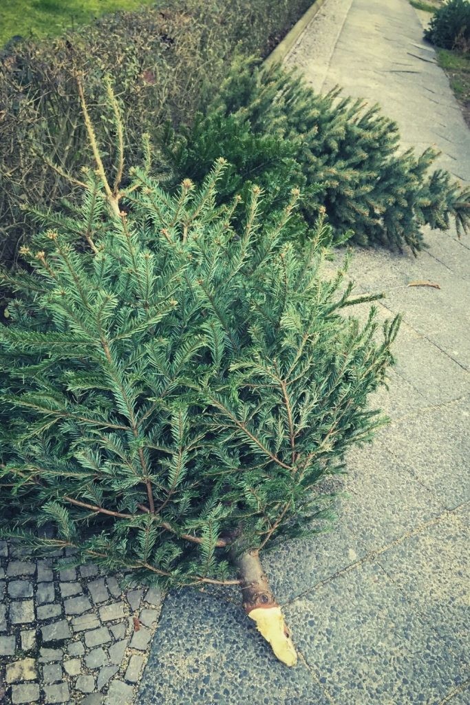 christmas tree waste